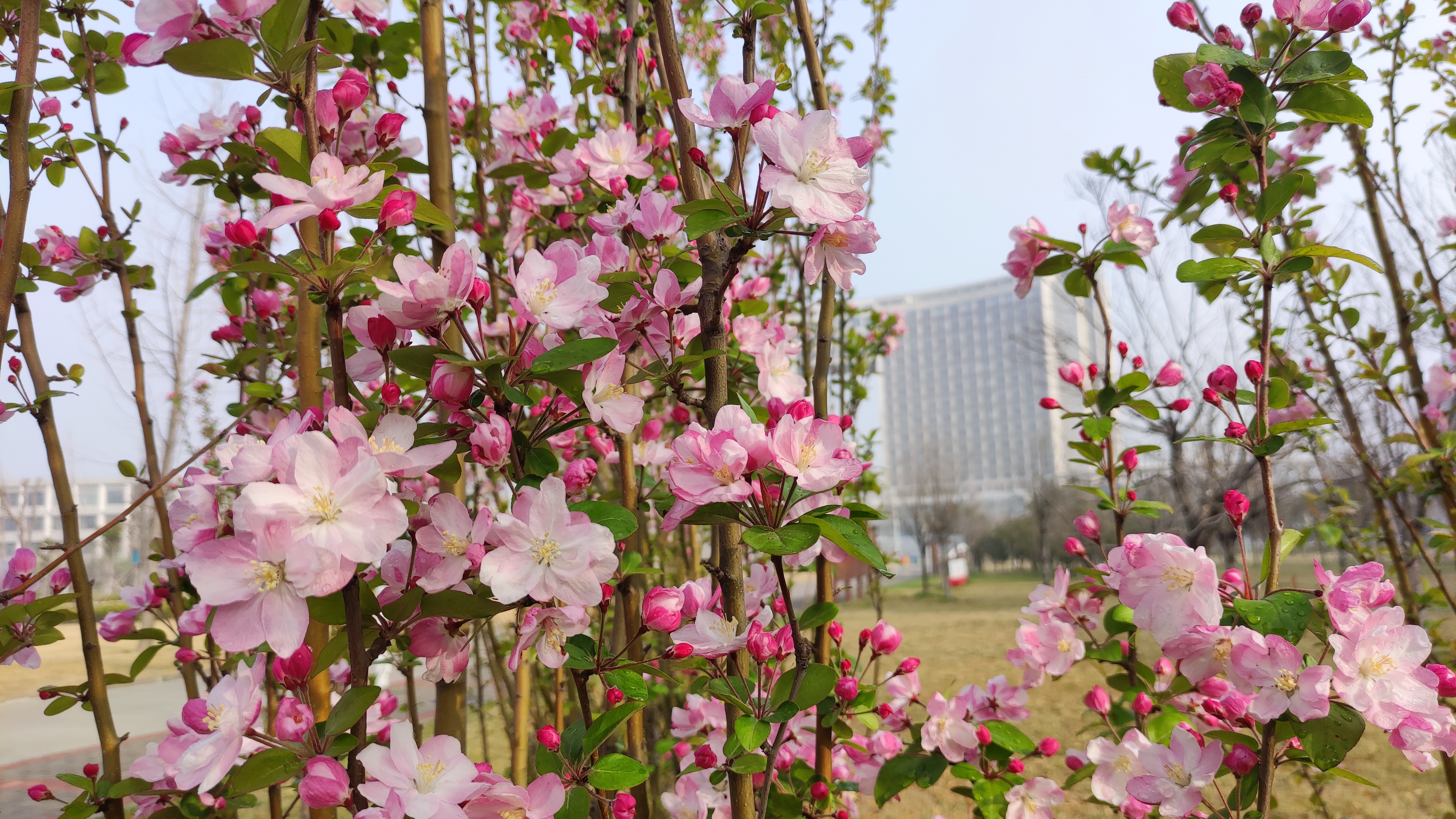 繁花似锦